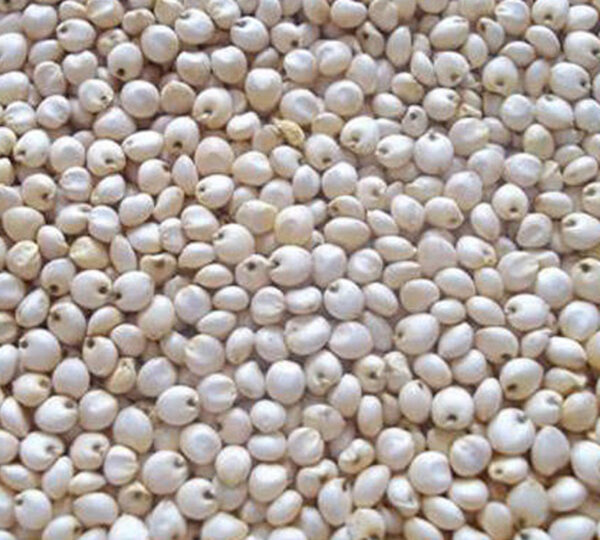 Whitish sorghum