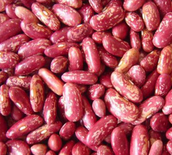 Red Speckled Kidney Bean