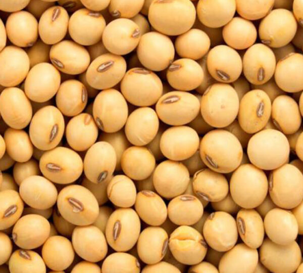 Soya Beans