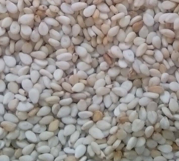 Sesame Seed, Wollega Type